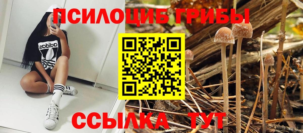 Псилоцибиновые грибы прущие грибы Гусев